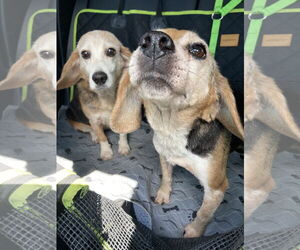 Beagle Dogs for adoption in Chatham, VA, USA