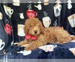 Small #1 Cavapoo