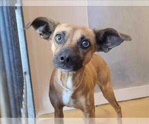 Mutt Dogs for adoption in Martinez, CA, USA
