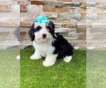 Small Photo #3 Bernedoodle Puppy For Sale in KISSIMMEE, FL, USA