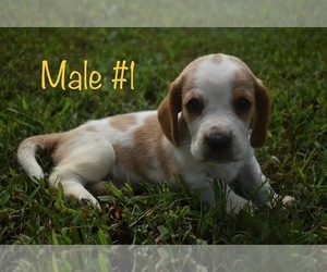 Basset Hound Puppy for sale in LEBANON, MO, USA