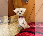 Small Photo #1 Maltese Puppy For Sale in CHAMBERSBURG, PA, USA