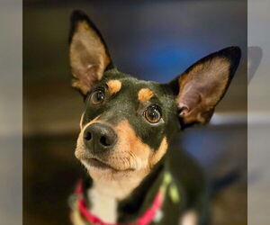 Rat Terrier Dogs for adoption in Atlanta, GA, USA
