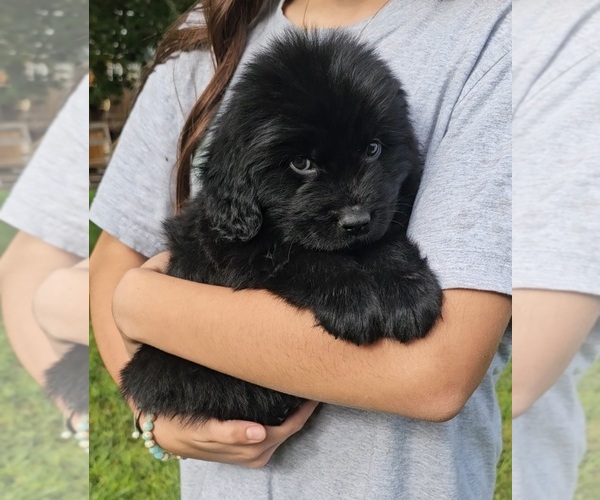 Medium Photo #8 Newfoundland Puppy For Sale in CAMBRIDGE, NE, USA