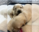 Small Photo #3 Golden Retriever Puppy For Sale in BLUE RIDGE, GA, USA