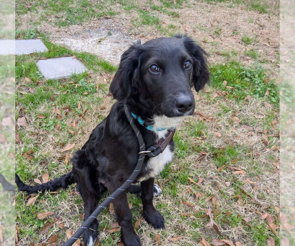 Medium Photo #1 Colonial Cocker Spaniel-Unknown Mix Puppy For Sale in Boston, MA, USA