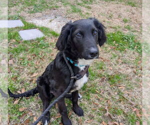 Colonial Cocker Spaniel-Unknown Mix Dogs for adoption in Boston, MA, USA