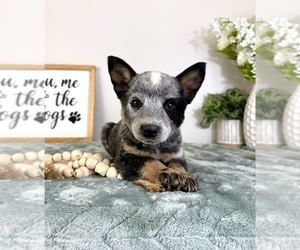 Australian Cattle Dog Puppy for sale in GREENFIELD, IN, USA