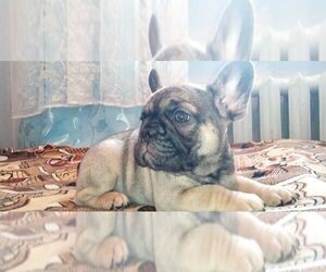 French Bulldog Puppy for sale in TAMPA, FL, USA