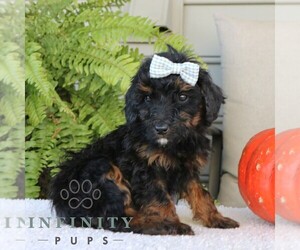 Golden Mountain Doodle Puppy for sale in NARVON, PA, USA