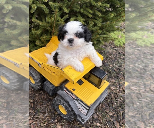 Medium Photo #1 Shih Tzu Puppy For Sale in MIDDLEBURY, IN, USA