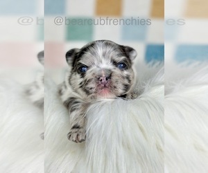 French Bulldog Puppy for sale in FRANKLIN, IN, USA
