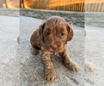 Small Photo #12 Cockapoo Puppy For Sale in STREATOR, IL, USA