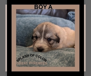 Great Pyrenees Puppy for Sale in CHARLOTTE, Michigan USA