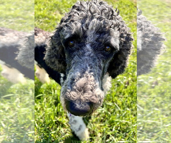 Medium Photo #3 Poodle (Standard) Puppy For Sale in Pacolet, SC, USA