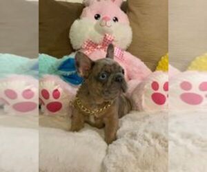 French Bulldog Puppy for sale in CONVERSE, TX, USA