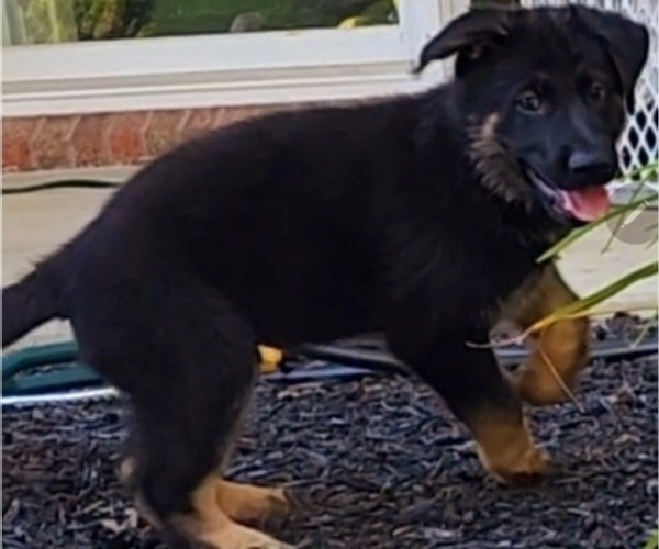 Medium Photo #1 German Shepherd Dog Puppy For Sale in HAGERSTOWN, MD, USA