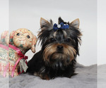 Small #1 Yorkshire Terrier