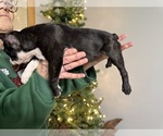 Small Photo #17 Faux Frenchbo Bulldog Puppy For Sale in ROUND LAKE, IL, USA