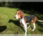 Small #1 Treeing Walker Coonhound Mix