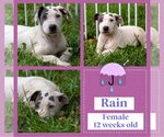 Small American Bulldog-Whippet Mix