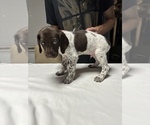 Small Photo #2 German Shorthaired Pointer Puppy For Sale in KERRVILLE, TX, USA