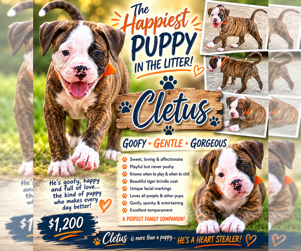 Medium Photo #1 American Bulldog Puppy For Sale in MCDONOUGH, GA, USA