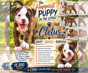 American Bulldog Puppy for sale in MCDONOUGH, GA, USA