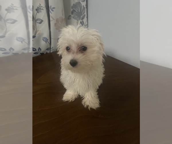 Medium Photo #22 Maltese Puppy For Sale in DURHAM, CT, USA