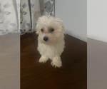 Small #21 Maltese