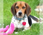 Small Photo #2 Beagle Puppy For Sale in Dunnellon, FL, USA