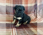 Small #2 French Bulldog