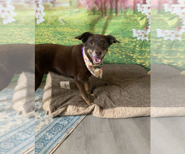 Medium Photo #4 Mutt Puppy For Sale in San Leon, TX, USA