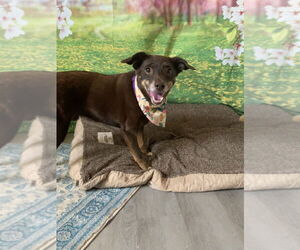 Lincoln - Male Mutt Dog for Adoption - Photo #4