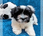 Small #4 Havanese