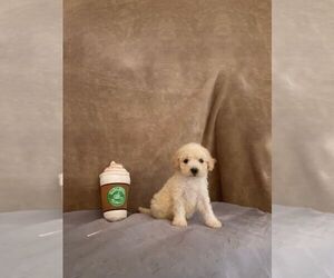 Maltipoo Puppy for sale in PERRIS, CA, USA