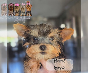 Yorkshire Terrier Puppy for sale in ELMHURST, IL, USA