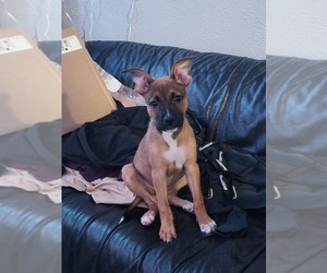 American Pit Bull Terrier-German Shepherd Dog Mix Puppy for sale in DALLAS, TX, USA