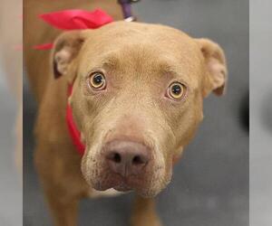 American Staffordshire Terrier-Unknown Mix Dogs for adoption in San Antonio, TX, USA