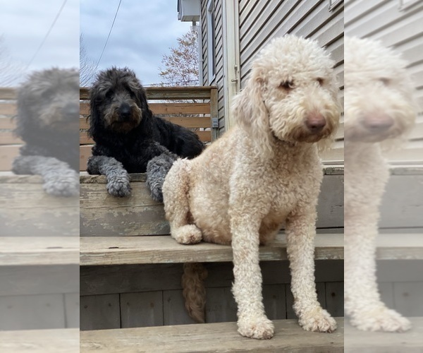 Medium Photo #1 Goldendoodle Puppy For Sale in BARDSTOWN, KY, USA