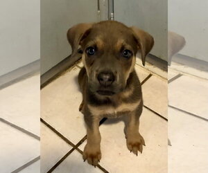Black Mouth Cur-Labrador Retriever Mix Dogs for adoption in Hillsboro, MO, USA