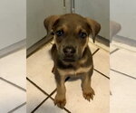 Small Black Mouth Cur-Labrador Retriever Mix