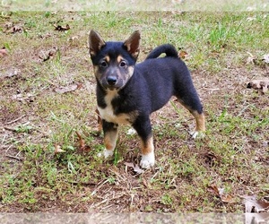 Shiba Inu Puppy for sale in CLARK, MO, USA