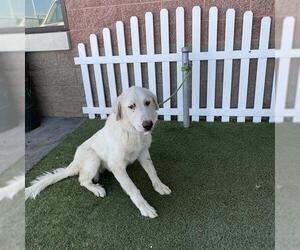 Great Pyrenees Dogs for adoption in Modesto, CA, USA