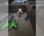 Small Photo #11 Unknown-Whippet Mix Puppy For Sale in Virginia Beach, VA, USA