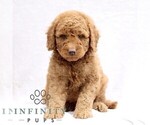 Image preview for Ad Listing. Nickname: Loki