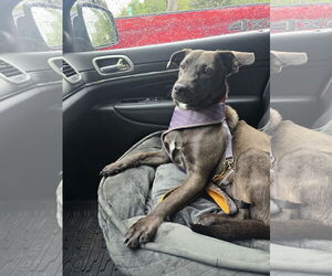 Retriever -Unknown Mix Dogs for adoption in Morganville, NJ, USA