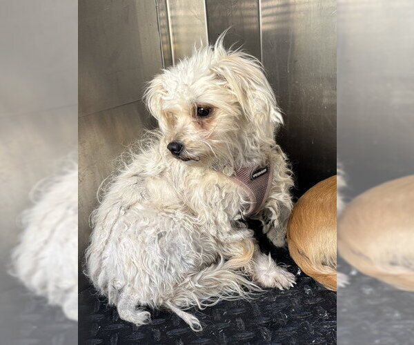 Medium Photo #1 Maltipoo (Miniature) Puppy For Sale in Rancho Cucamonga, CA, USA
