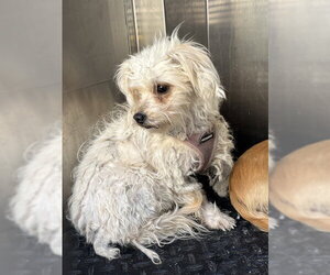 Maltipoo (Miniature) Dogs for adoption in Rancho Cucamonga, CA, USA