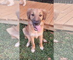 Small #2 English Shepherd Mix